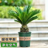 花翁铁树盆栽小苏铁苗客厅办公室净化空气植物吸除甲醛绿植源头直发