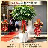 叹为观止大型植物发财树各种大颗盆栽开业乔迁客厅办公室内好养大型花卉 单杆发财树【1.4-1.5米】 含盆