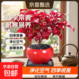 火焰南天竹盆栽冬季耐寒红叶绿植室内外客厅阳台四季好养植物盆景 红火火圆盆+火焰南天竹+底座+黑沙+吊卡 （含陶瓷盆）