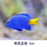兴国海（Singoseafarm）黄尾蓝魔 青魔 四间雀 三点白 海水鱼活体新手海缸兴国海洋农场 黄尾蓝魔4cm