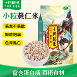 十月稻田 薏仁米 2斤 可煮薏米水 五谷杂粮 红豆薏米水 煲汤泡水
