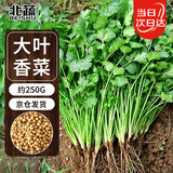 北蔬山东大叶香菜种子大包芫荽四季种菜籽 寒圣2号大叶香菜籽种子250g