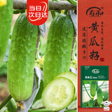 寿禾山东旱黄瓜种子苗秋瓜蔬菜种籽 潍育青美玉旱黄瓜种子10g约300粒