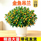 叹为观止18种吊兰任你选金边吊兰各种盆栽花卉客厅垂吊桌面植物净化空气 特级大号金鱼吊兰【陶瓷盆】带花发货 含盆