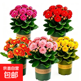 【带花苞发】稀有金狐狸长寿花盆栽重瓣四季开花室内客厅阳台花卉 5色组合：【每个颜色一盆】配绿色加仑盆
