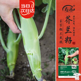 寿禾鸡腿芥兰种子苗芥蓝四季蔬菜籽 肥翠七号(鸡腿芥兰)种子30g*2袋