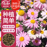 寿禾除虫菊种子苗驱虫多年生盆栽花草籽 潍萫除虫菊种子3g约1200粒