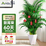爱优尚散尾葵植物盆栽客厅大型绿植室内落地办公室好养凤尾竹源头直发