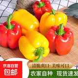 彩椒五彩甜椒水果圆椒不辣太空椒灯笼椒新鲜可即食减脂蔬菜 山东彩椒红+黄1斤净重