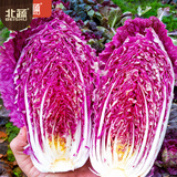 北蔬 胶州大白菜种子秋季农科院夏阳新品种小义和秋山东紫白菜籽大全 【有绿色杂株】紫白菜种子10粒x5包