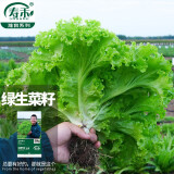 寿禾 生菜种子四季播紫色秋季季蔬菜莱种紫叶家庭种寿光菜籽叶菜种籽 【生长势强】绿罗莎生菜种子 10g