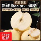 京喜加赵州皇冠梨河北皇冠梨产地直发 皇冠梨带箱1斤单果140g+