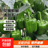 新鲜绿菜椒现摘山东圆椒青椒太空甜椒蔬菜灯笼椒生吃蔬菜沙拉 山东新鲜圆椒净重1.8斤