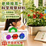 IAM City Farmer小番茄儿童种植观察盆栽套装DIY幼儿园绿植开学季教师节礼物10102