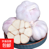大蒜头出口品质网兜紫蒜蔬菜调料新鲜大果烧烤火锅食材 山东【精品网兜装】6头装 净重180g