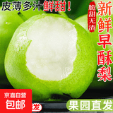 河南万亩梨园青皮梨新果当季梨子皮薄核小果园直发新鲜水果现摘 3斤净重青皮酥梨【清甜无渣】