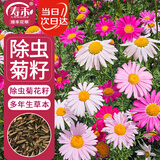 寿禾除虫菊种子苗混色多年生庭院花卉种籽 除虫菊种子12g约4800粒