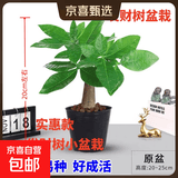 发财树盆栽鲜花绿植物办公室内吸甲醛绿萝文竹水培易养摆件盆景 【粗2-3cm】单杆发财树【原盆】