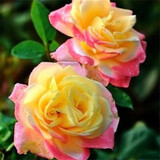 玩冒（WMO）玫瑰花大苗【3株+盆土肥】可自选当年开花大苗盆栽地栽耐寒花卉 红双喜【3棵+盆土肥】