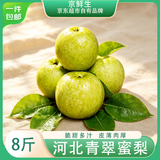 京鲜生河北青翠蜜梨 净重8斤 单果220g+ 生鲜水果 源头直发