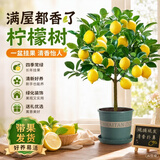 月季村香水柠檬树盆栽可食用老桩树苗室内阳台庭院 40cm+加仑盆源头直发