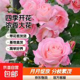 果汁阳台月季花苗四季开花卉盆栽绿植物室内花易活玫瑰带花苞庭院 海神王【大花浓香，月月开分枝多】 【带花苞】【盆口径15cm】原盆冠25高35