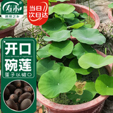 寿禾 碗莲种子苗荷花水培无土栽培花种籽 潍育寿艺开口碗莲种子30粒*2