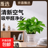 特价绿萝盆栽室内客厅办公室吸甲醛净化空气水培植物绿植花卉好养 【公司美观20盆】绿萝+早安吸水盆 整体含盆高度20-25cm