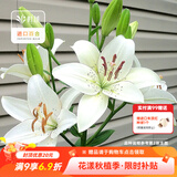 虹越（HONGYUE） 进口百合种球3球装 盆栽地栽易养东方香水百合花卉裸球 【LA百合·3球】眼线（14/16）