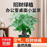 发财树盆栽大植物室内办公室桌面客厅小盆景招财树苗绿植花卉盆栽 小单杆发财树 2-3cm【加仑盆】 【送肥料】