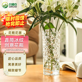 吕姆克花瓶插花瓶玻璃瓶插花水养客厅茶几玄关摆件鲜花干花假花容器5639