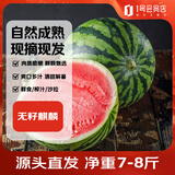 趣尝鲜无籽麒麟西瓜 1枚装 净重7-8斤起  新鲜水果 源头直发包邮