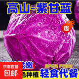 高山露天紫甘蓝新鲜紫包菜卷心菜花青素沙拉蔬菜包菜凉拌新鲜蔬菜 云南紫甘蓝净重9斤（轻食代餐首选） 【高山绿色种植】每日新鲜采收