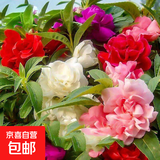 波斯菊花种子种籽子四季播种易活庭院室外凤仙花籽矢车菊翠菊种孑 01：重瓣混色凤仙花种子 今年新籽：粒粒精选20-30粒【开花爆盆】