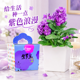 IAM City Farmer紫罗兰DIY植物种植趣味盆栽室内种植好种开学季中秋节礼物10093