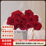 京东鲜花玫瑰花红色玫瑰10枝如意基地鲜切花水养插花生活花束山东源头直发