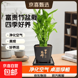 富贵竹盆栽植物室内净化空气绿植荷花竹办公室桌面四季好养小盆栽 荷花竹+节节高升盆+方底座【1盆】 盆口直径约8cm