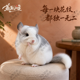 暮秋小主龙猫活物 龙猫活体幼崽宠物毛丝鼠亲人可爱家养网红活宠疫苗齐全 银斑弟弟【热度高】