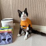 猫容德文卷毛猫衣服无毛宠物背心空调服高弹薄款猫猫咪春夏天睡衣服 活力橙 XS(1-2斤)