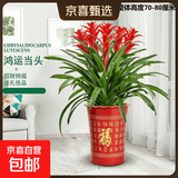 【年销花】鸿运当头大型盆栽绿植凤梨客厅装饰送礼好养办公室招财 【落地款】特级鸿运当头5颗+红色百福树脂盆 下单送肥料