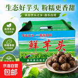 正宗山东牛奶小芋头礼盒芋头芋艿香糯新鲜现挖当季蔬菜过节送礼 牛奶小芋头礼盒（中果）5斤