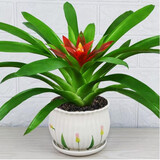 意轩鸿运当头绿植盆栽花卉植物四季开花室内客厅水培植物红星凤梨水养 鸿运当头20-25公分【陶瓷花盆】