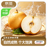 京觅山东秋月梨 净重4.5斤大果250g 应季新鲜水果源头直发包邮
