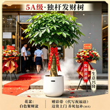 叹为观止大型植物发财树各种大颗盆栽开业乔迁客厅办公室内好养大型花卉 单杆发财树【1.5-1.7米】 含盆