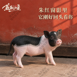 暮秋小主【猪猪侠同款】宠物小香猪活体幼崽家养纯种迷你猪活物可爱萌宠 泰国小香猪幼崽（公）