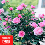 果汁阳台月季花苗四季开花卉盆栽绿植物室内花易活玫瑰带花苞庭院 铃之妖精【中花浓香，月月开分枝多】 【带花苞】【盆口径15cm】原盆冠25高35