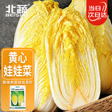 北蔬 黄心娃娃菜种子苗四季小白菜秋冬季菜种子 农家黄心娃娃菜种子5g