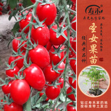 寿禾 各种蔬菜苗活苗带土发货大全菜苗大型苗场秋冬秧苗山东寿光种苗 【老品种】甜心圣女果苗 6棵
