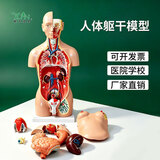 皖天煜安高品质专业医学人体解剖模型两性器官内脏可拆卸躯干结构学生教学 45cm两性带磁【带数标】【开背】