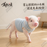 暮秋小主【猪猪侠同款】宠物小香猪活体幼崽家养纯种迷你猪活物可爱萌宠 暹罗粉红猪（母）